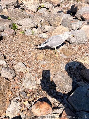 leepicawesomeswagbucks